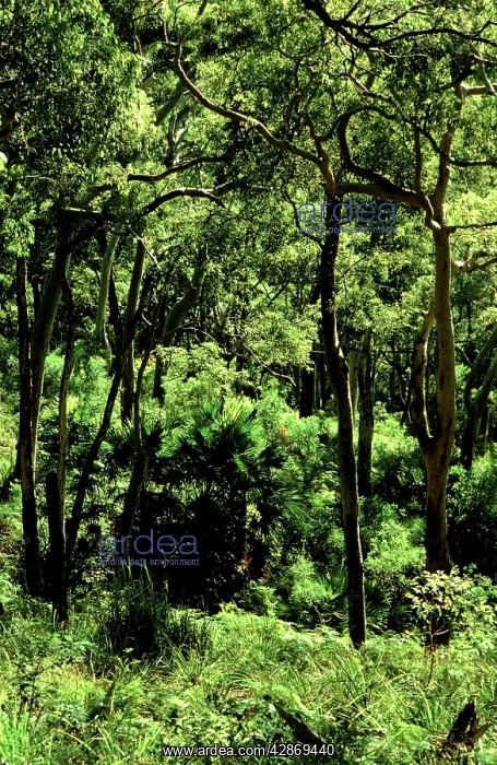 : Eucalypts and Cabbage Tree Palm Royal National Park : Eucalypts and Cabbage Tree Palm Royal National Park