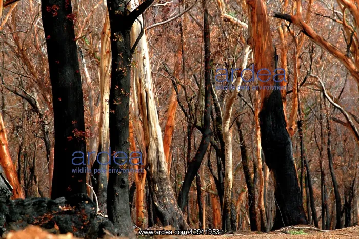 : Eucalypts.beginning to sprout after bushfire. Davies : Eucalypts.beginning to sprout after bushfire. Davies