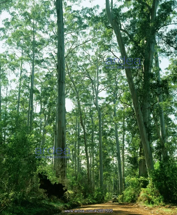 : Eucalyptus : Eucalyptus