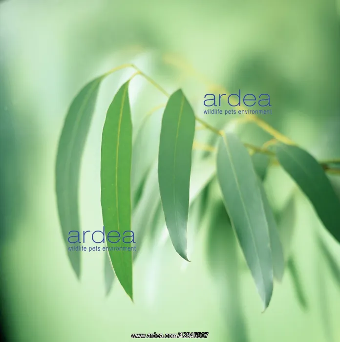 : Eucalyptus : Eucalyptus