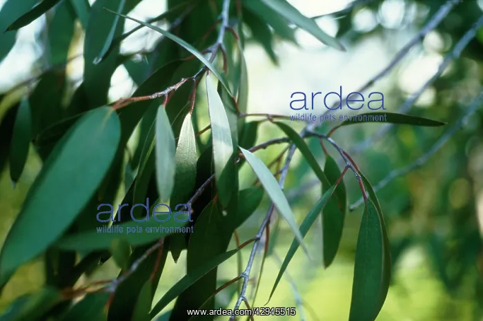 : Eucalyptus : Eucalyptus