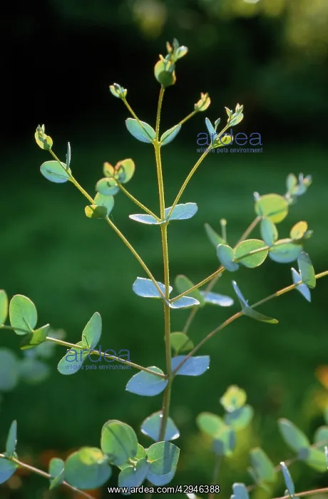 : Eucalyptus : Eucalyptus