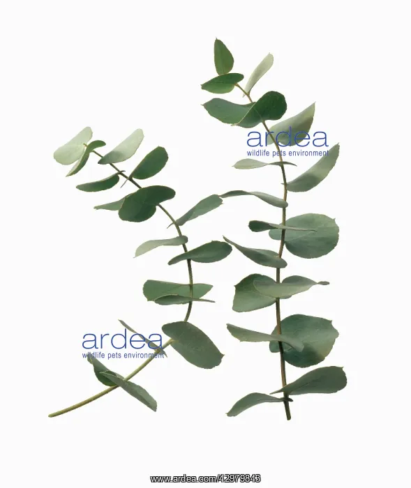 : Eucalyptus : Eucalyptus