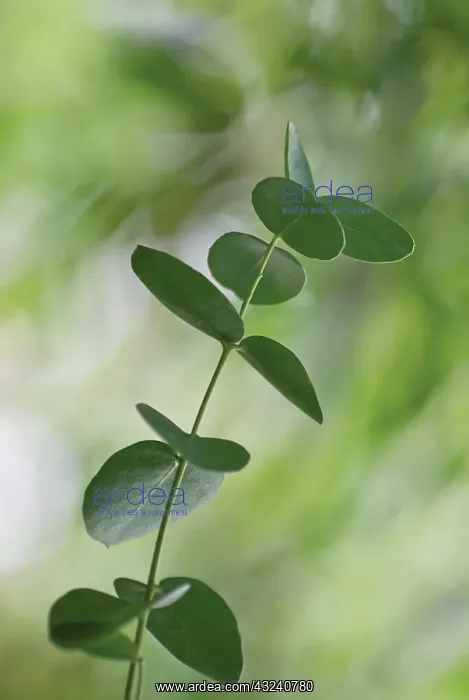 : Eucalyptus : Eucalyptus