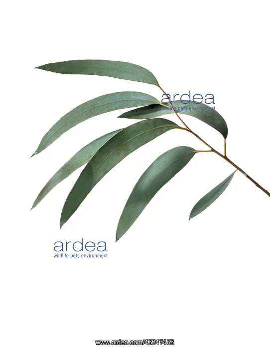 : Eucalyptus : Eucalyptus