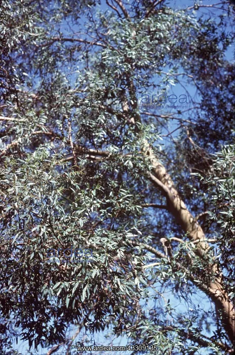 : EUCALYPTUS : EUCALYPTUS