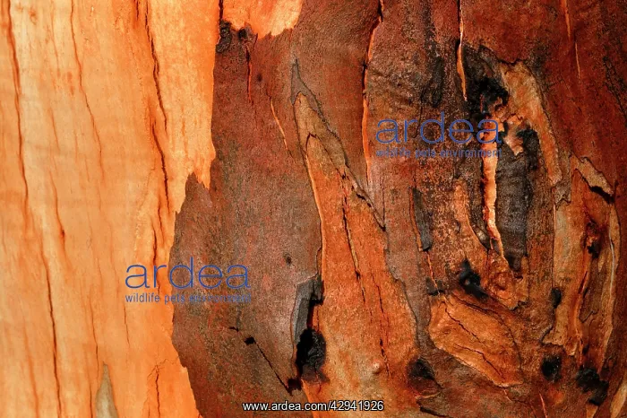 : Eucalyptus bark detail.after bushfire. Alpine National : Eucalyptus bark detail.after bushfire. Alpine National