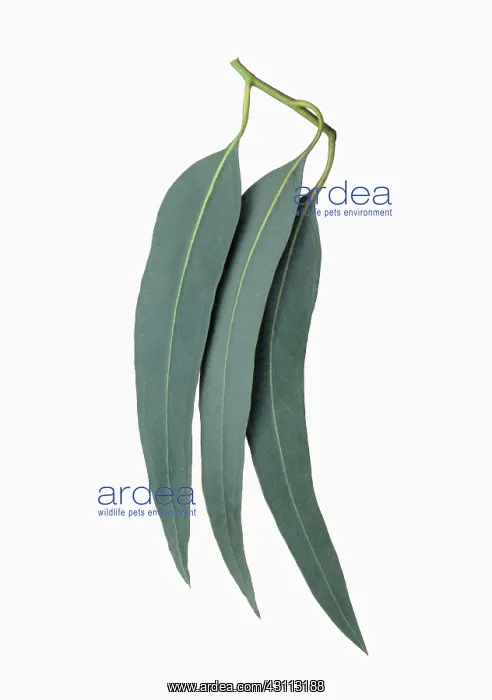 : Eucalyptus, Eucalyptus globulus, Cut out of three : Eucalyptus, Eucalyptus globulus, Cut out of three