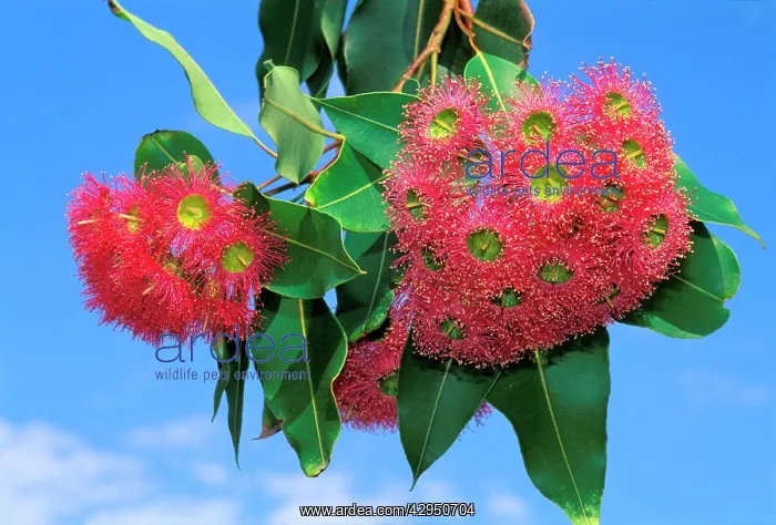 : Eucalyptus - flowering : Eucalyptus - flowering