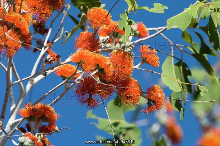 : Eucalyptus flowers : Eucalyptus flowers