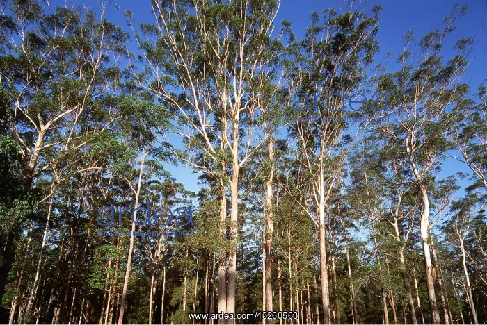 : EUCALYPTUS FOREST - Up to 50m tall, logged : EUCALYPTUS FOREST - Up to 50m tall, logged