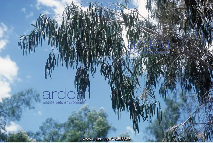 : Eucalyptus (Gum Tree) : Eucalyptus (Gum Tree)