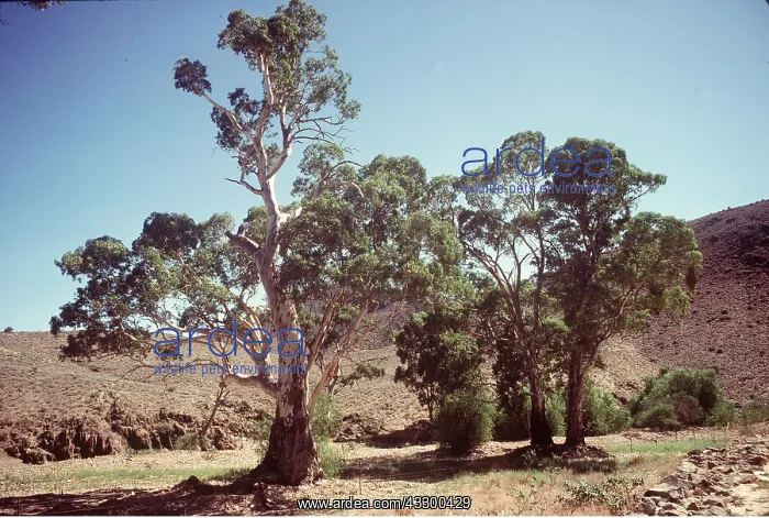 : EUCALYPTUS (Gum trees) - in dry river bed : EUCALYPTUS (Gum trees) - in dry river bed