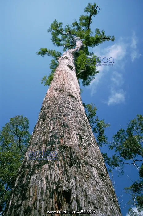: EUCALYPTUS marginata - 'KingI Jarrah Tree, viewed from below : EUCALYPTUS marginata - 'KingI Jarrah Tree, viewed from below