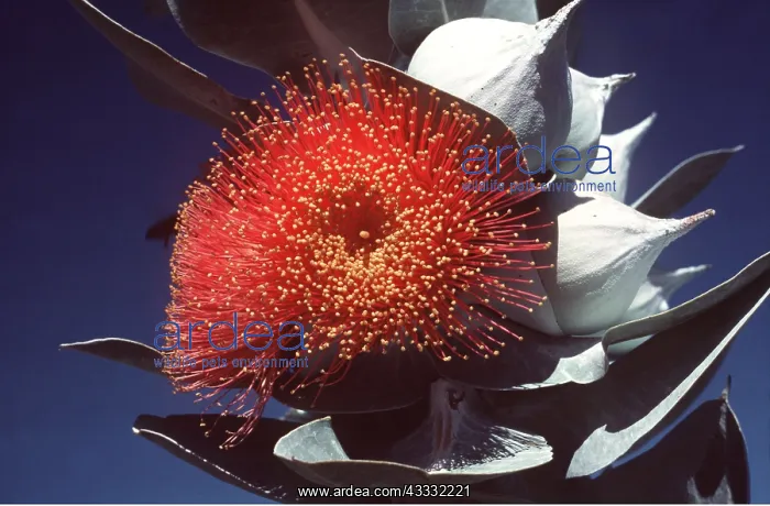: EUCALYPTUS - Mottlecah : EUCALYPTUS - Mottlecah