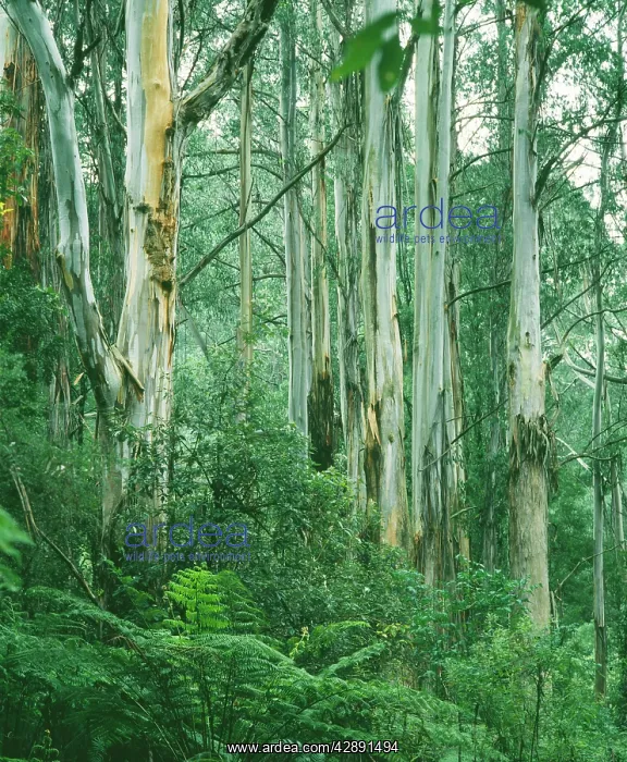 : EUCALYPTUS / MOUNTAIN ASH : EUCALYPTUS / MOUNTAIN ASH