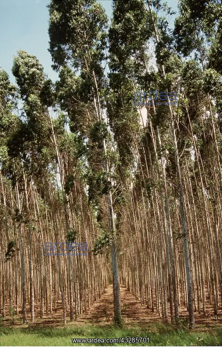 : EUCALYPTUS PLANTATION : EUCALYPTUS PLANTATION