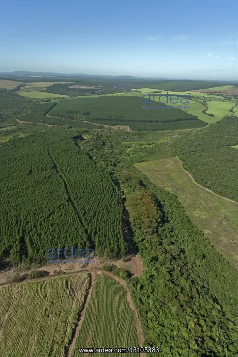 : Eucalyptus plantation in Brazil : Eucalyptus plantation in Brazil