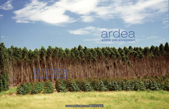 : EUCALYPTUS PLANTATION - young trees in foreground : EUCALYPTUS PLANTATION - young trees in foreground