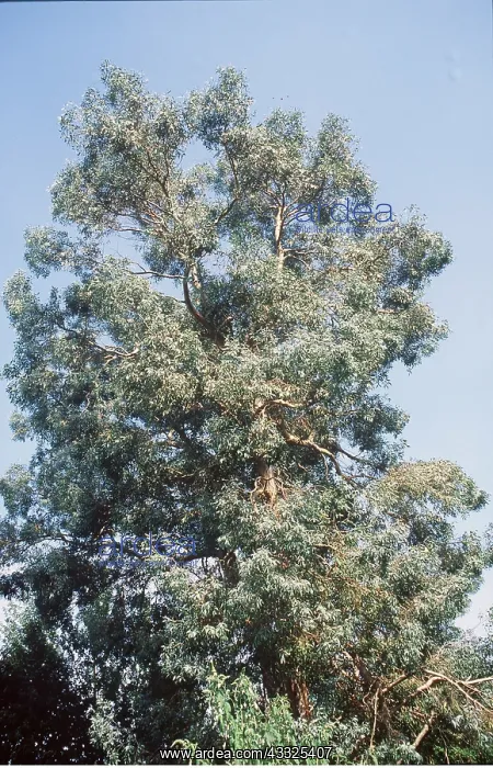 : EUCALYPTUS TREE : EUCALYPTUS TREE