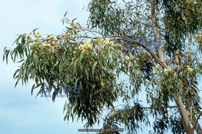 : Eucalyptus Tree - flowering : Eucalyptus Tree - flowering