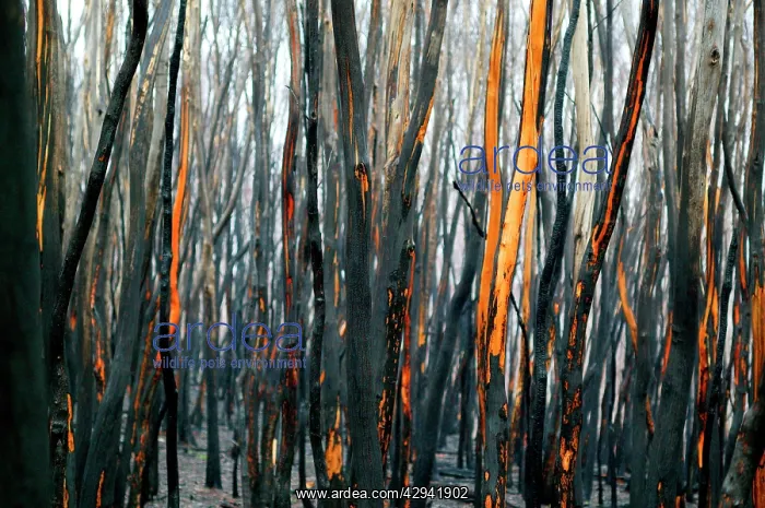 : Eucalyptus tree trunks after bushfire.Dargo High : Eucalyptus tree trunks after bushfire.Dargo High