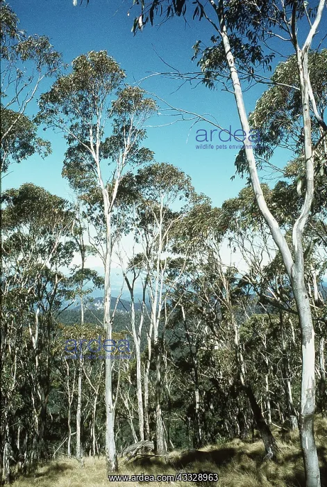 : EUCALYPTUS TREES - White Gum Back Trees : EUCALYPTUS TREES - White Gum Back Trees