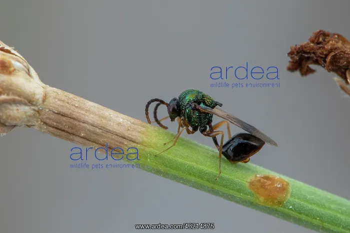 : Eucharitid wasp (Stilbula cyniformis) male, Marseille : Eucharitid wasp (Stilbula cyniformis) male, Marseille