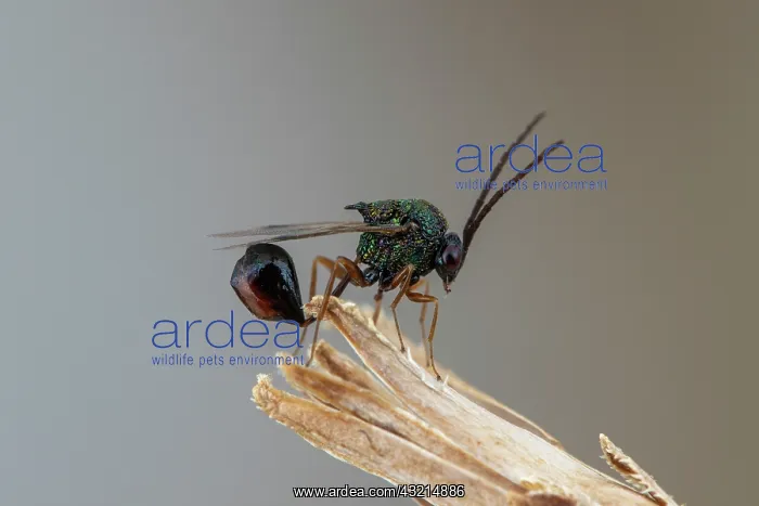 : Eucharitid wasp (Stilbula cyniformis) male, Marseille : Eucharitid wasp (Stilbula cyniformis) male, Marseille