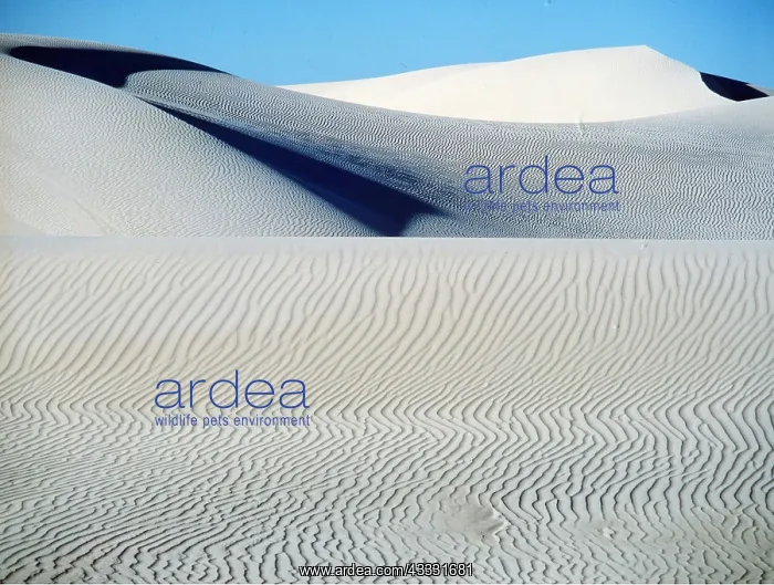 : Eucla National Park - Sand Dunes : Eucla National Park - Sand Dunes