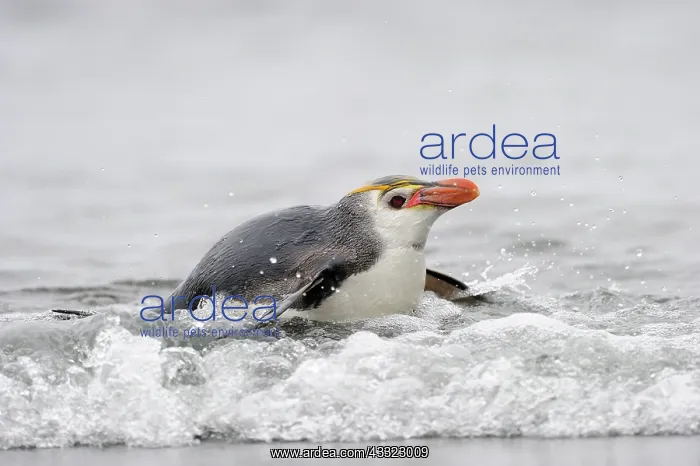 : Eudyptes schlegeli : Eudyptes schlegeli