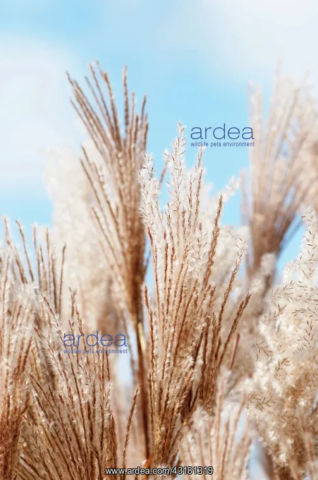 : Eulalia Malepartus, Miscanthus sinensis Malepartus : Eulalia Malepartus, Miscanthus sinensis Malepartus