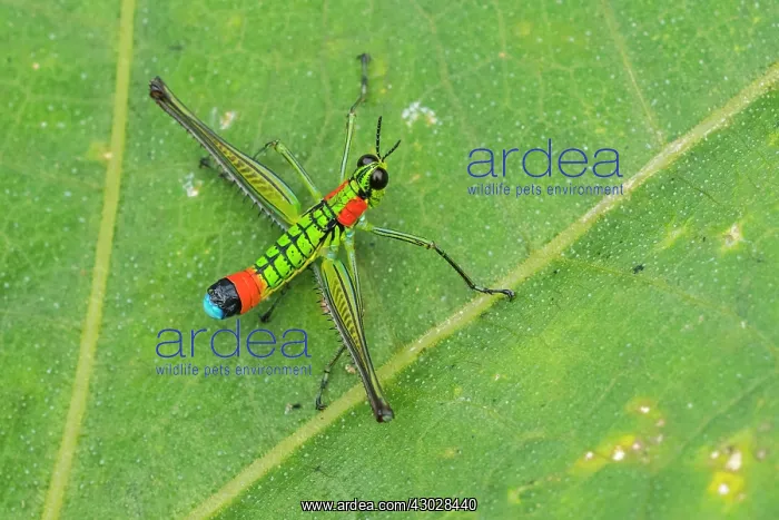 : Eumastacidae, grasshopper, Las Tangaras Bird Reserve : Eumastacidae, grasshopper, Las Tangaras Bird Reserve