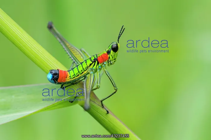 : Eumastacidae, grasshopper, Las Tangaras Bird Reserve : Eumastacidae, grasshopper, Las Tangaras Bird Reserve
