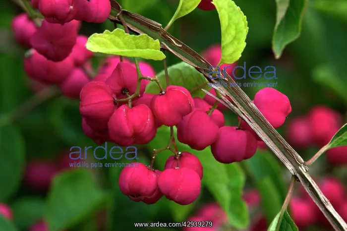 : Euonymous phellomanus - fruits of large deciduous shrub : Euonymous phellomanus - fruits of large deciduous shrub