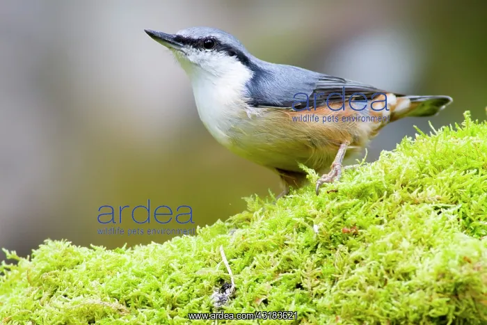 : Euopean Nuthatch : Euopean Nuthatch