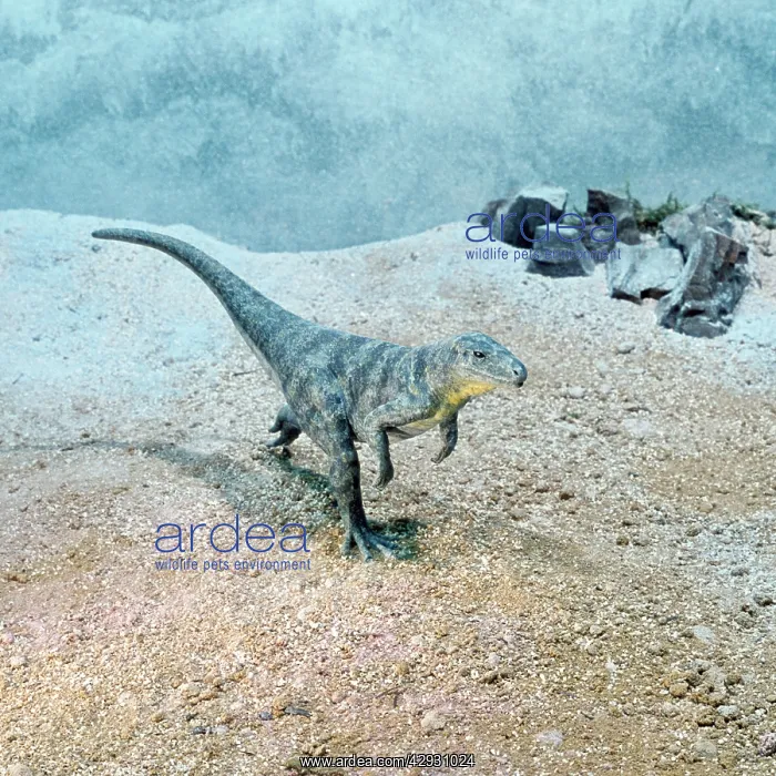 : Euparkeria - Prehistoric Reconstruction : Euparkeria - Prehistoric Reconstruction