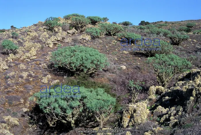 : Euphorbia - arborescent euphorbias vegetation : Euphorbia - arborescent euphorbias vegetation