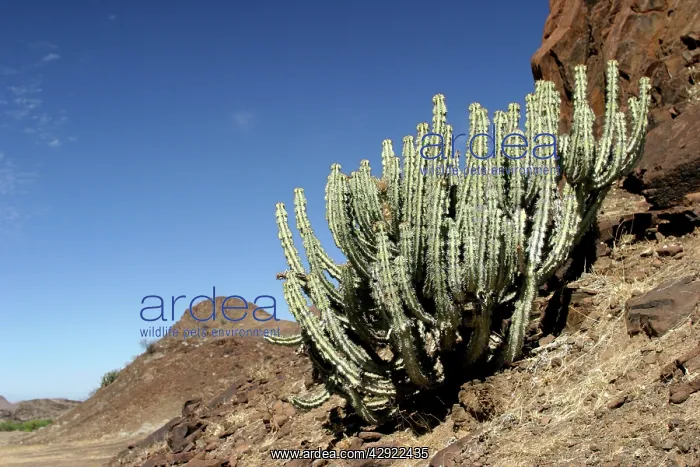 : Euphorbia damarana : Euphorbia damarana