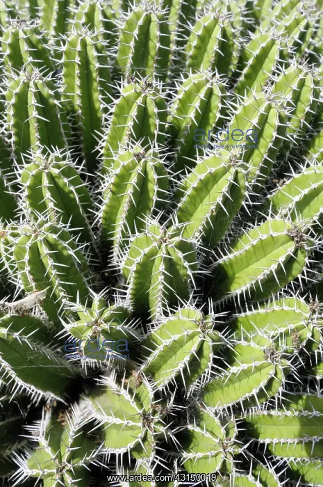 : Euphorbia echinus, Mass of green spiky plants growing outdoo : Euphorbia echinus, Mass of green spiky plants growing outdoo