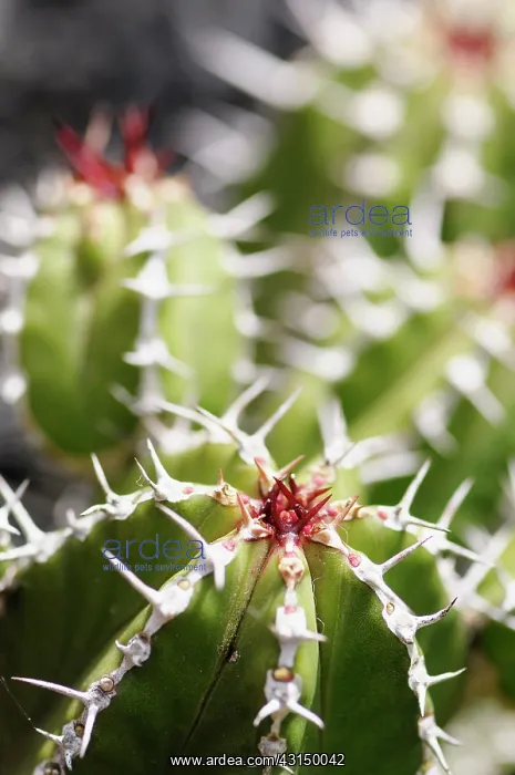 : Euphorbia echinus, Detail showing the pattern of spiky needl : Euphorbia echinus, Detail showing the pattern of spiky needl