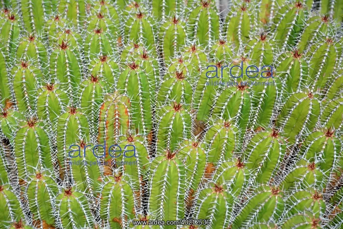 : Euphorbia (Euphorbia offinarum echinus) native to : Euphorbia (Euphorbia offinarum echinus) native to