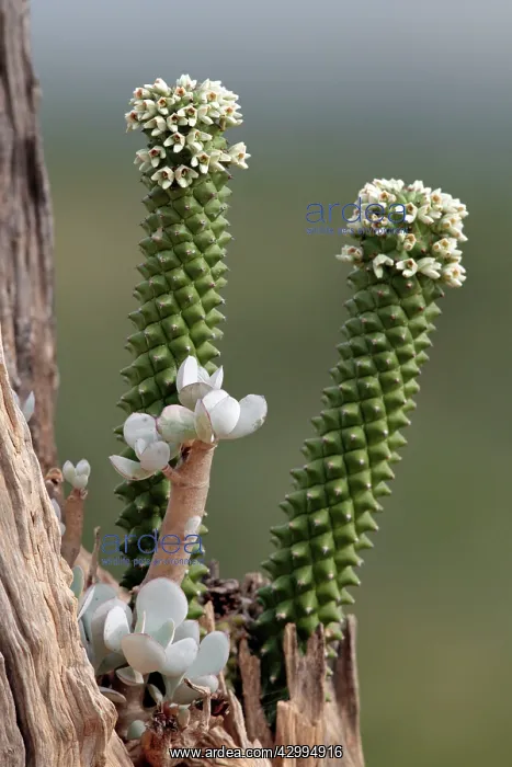 : Euphorbia - in flower growing in a tree stump Mugie : Euphorbia - in flower growing in a tree stump Mugie