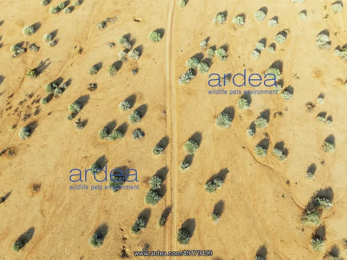 : Euphorbia gregaria and desert track : Euphorbia gregaria and desert track