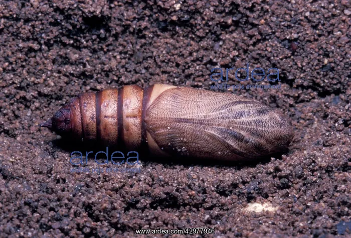 : Euphorbia hawk moth : Euphorbia hawk moth