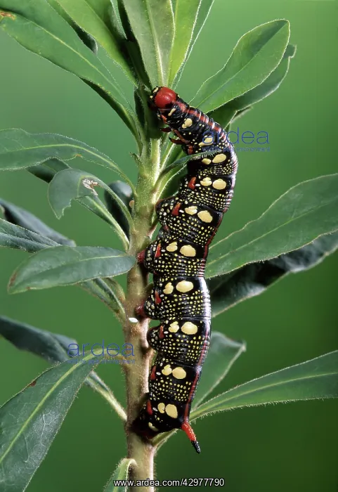 : Euphorbia Hawk Moth - On an euphorbia its food plant : Euphorbia Hawk Moth - On an euphorbia its food plant