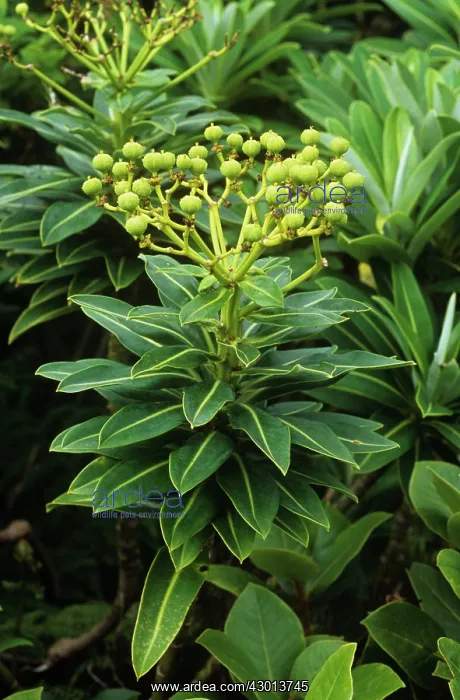 : Euphorbia - leaves and fruit : Euphorbia - leaves and fruit