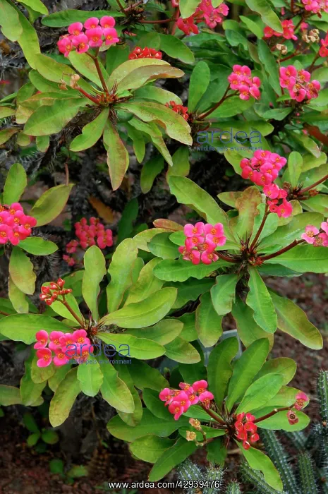 : Euphorbia milii - common name Crown of Thorns : Euphorbia milii - common name Crown of Thorns