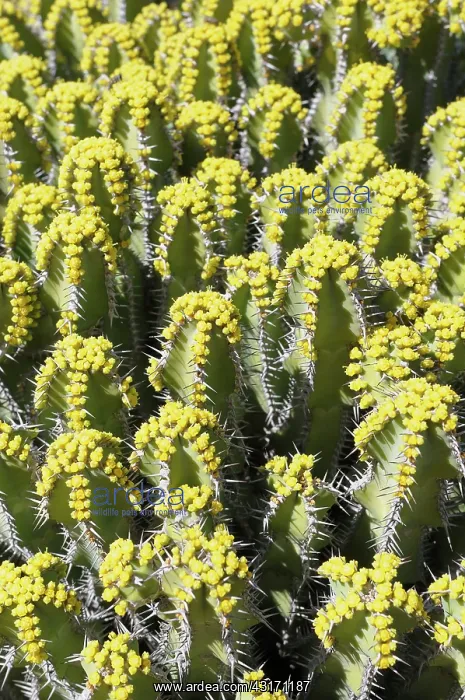 : Euphorbia polyacantha, Mass of spiky plants growing outdoor : Euphorbia polyacantha, Mass of spiky plants growing outdoor