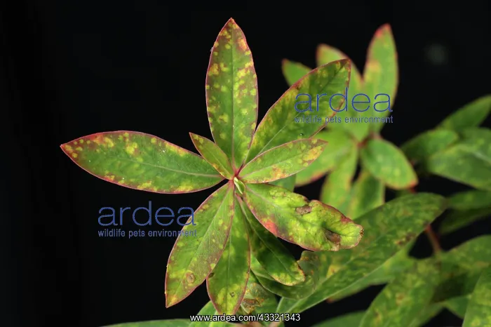 : Euphorbia rust : Euphorbia rust